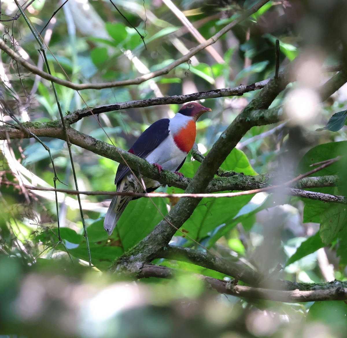 Flame-breasted Fruit-Dove - ML615172677