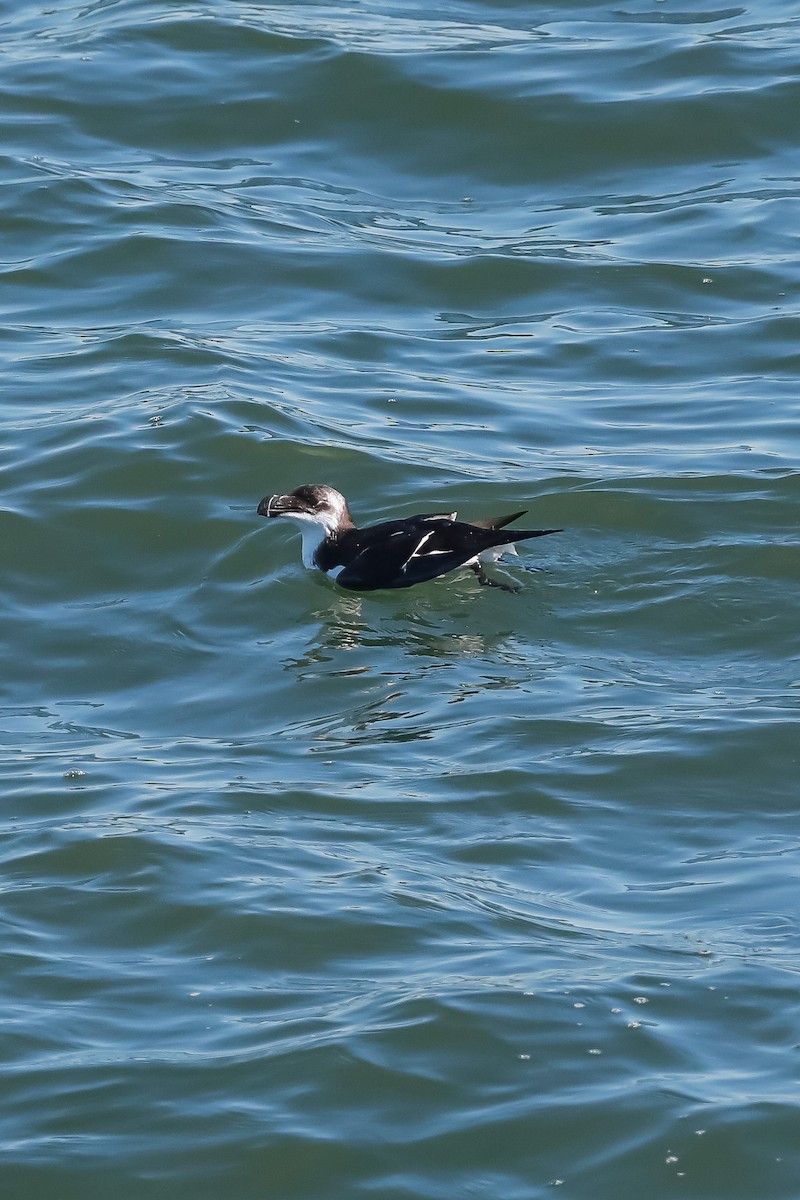 Razorbill - Keith Michael