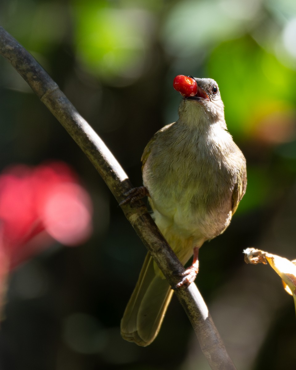 Ashy-fronted Bulbul - Leo Jr Barcenas