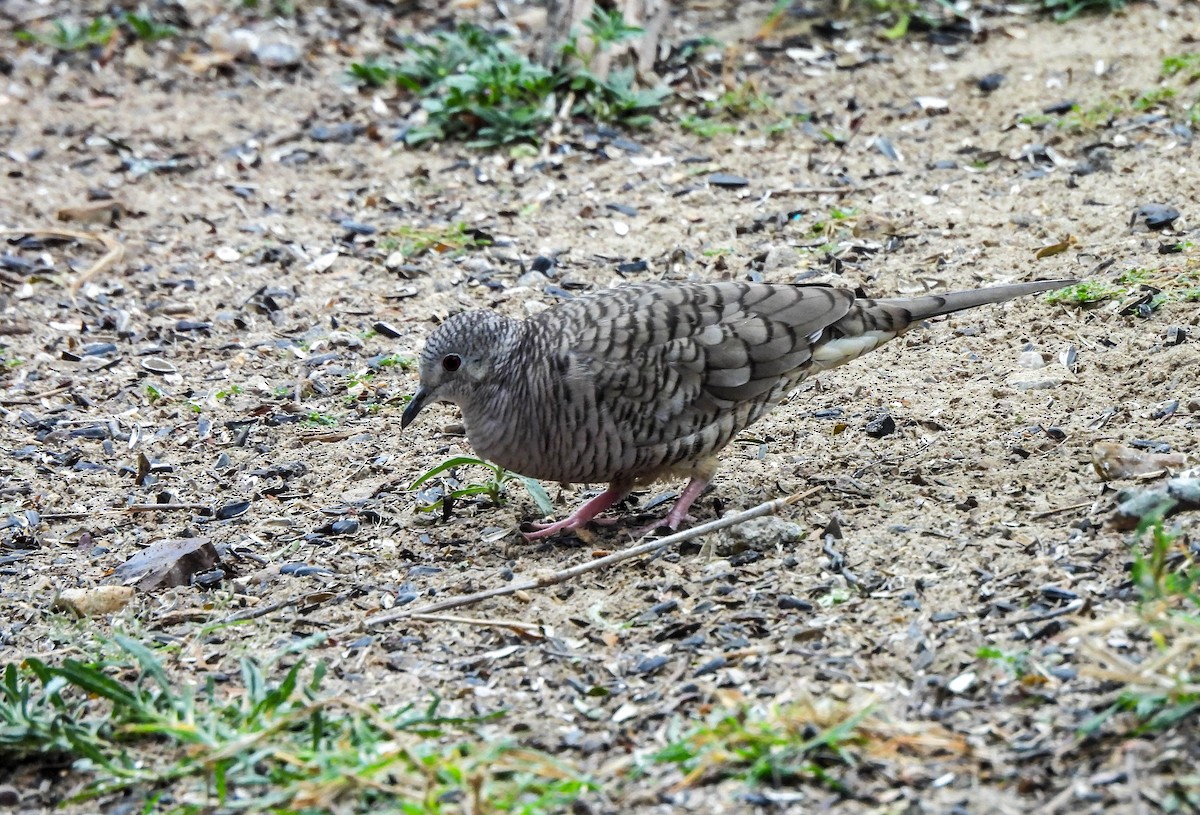 Inca Dove - Susan Brauning