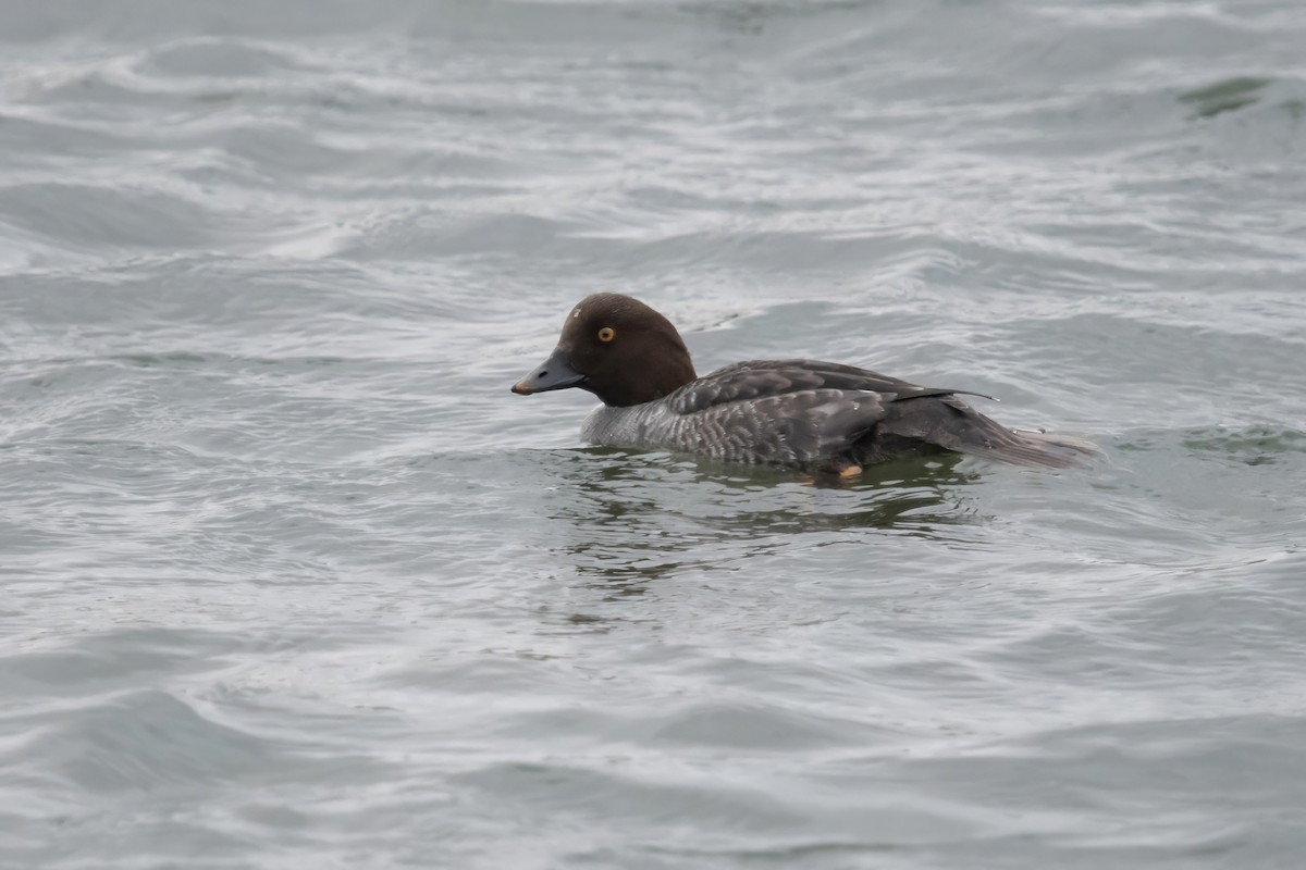 Common Goldeneye - ML615172732