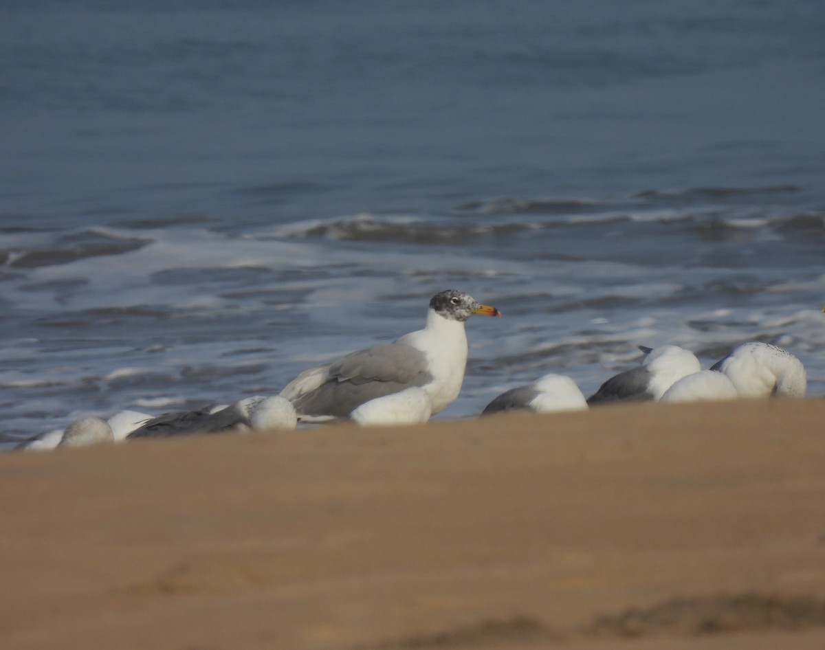 Pallas's Gull - ML615172765