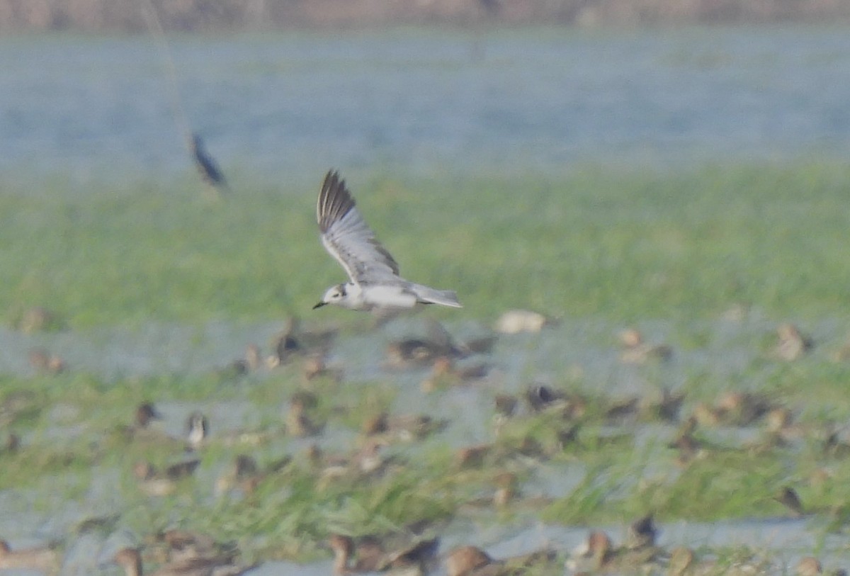 White-winged Tern - ML615172867