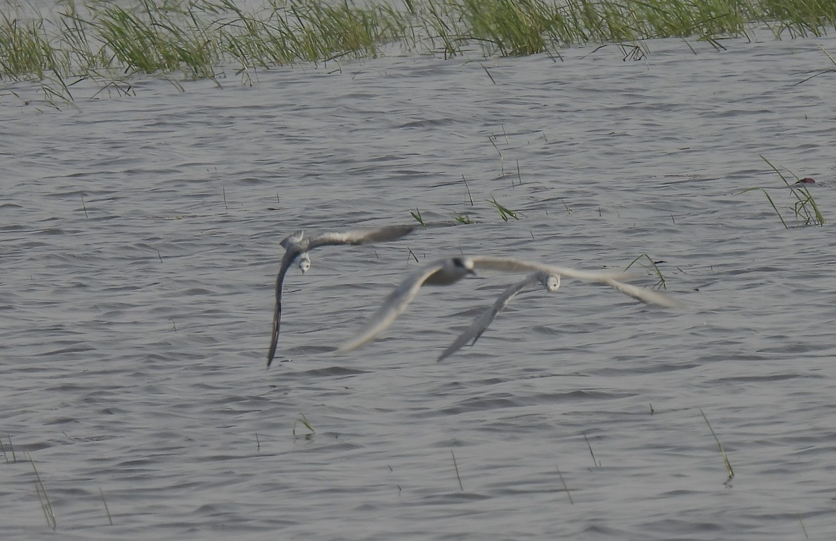 White-winged Tern - Sahana M