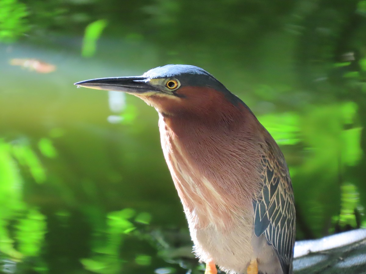 Green Heron - ML615172875