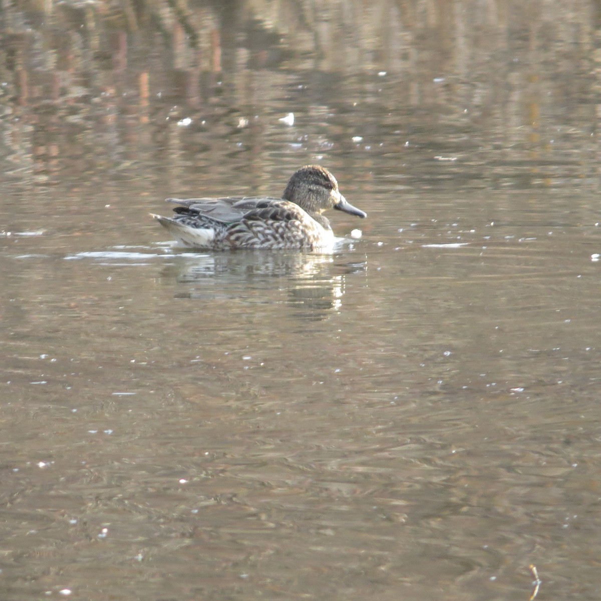 コガモ - ML615172920