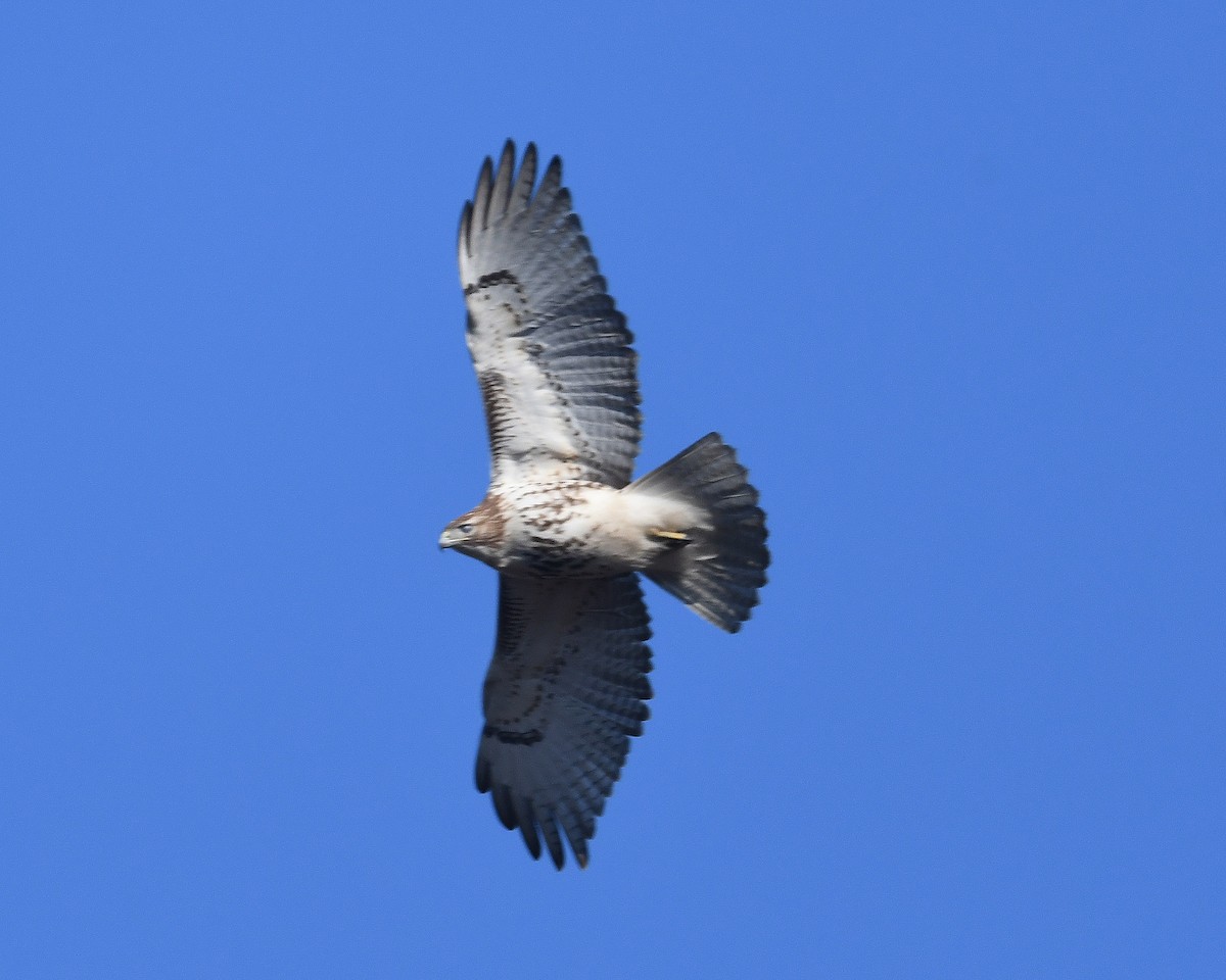 Red-tailed Hawk - ML615172956