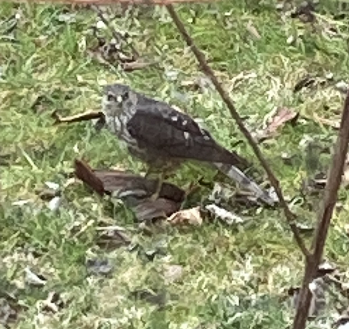 Sharp-shinned Hawk - ML615172975