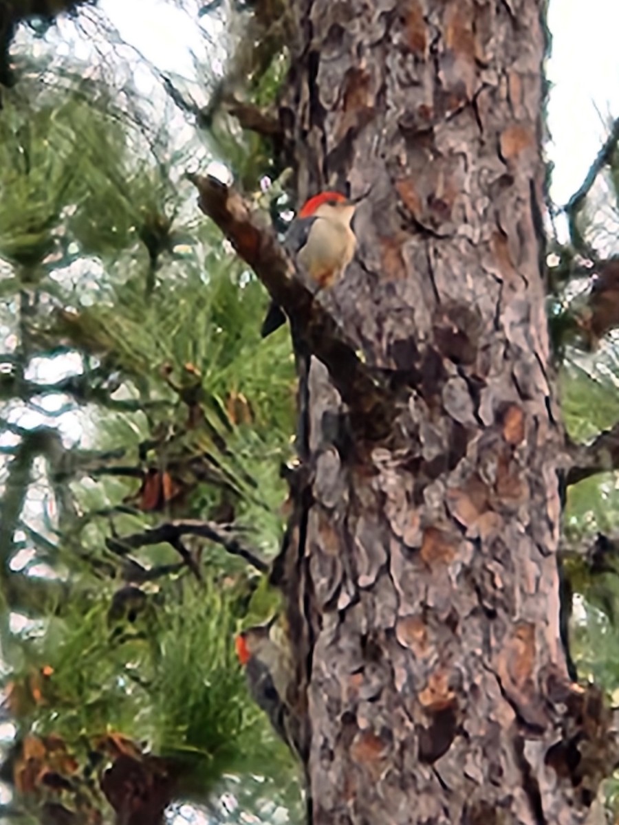 Red-bellied Woodpecker - Sheril MANCINO