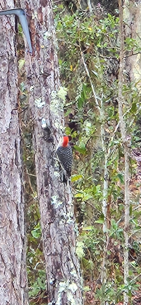 Red-bellied Woodpecker - ML615172986