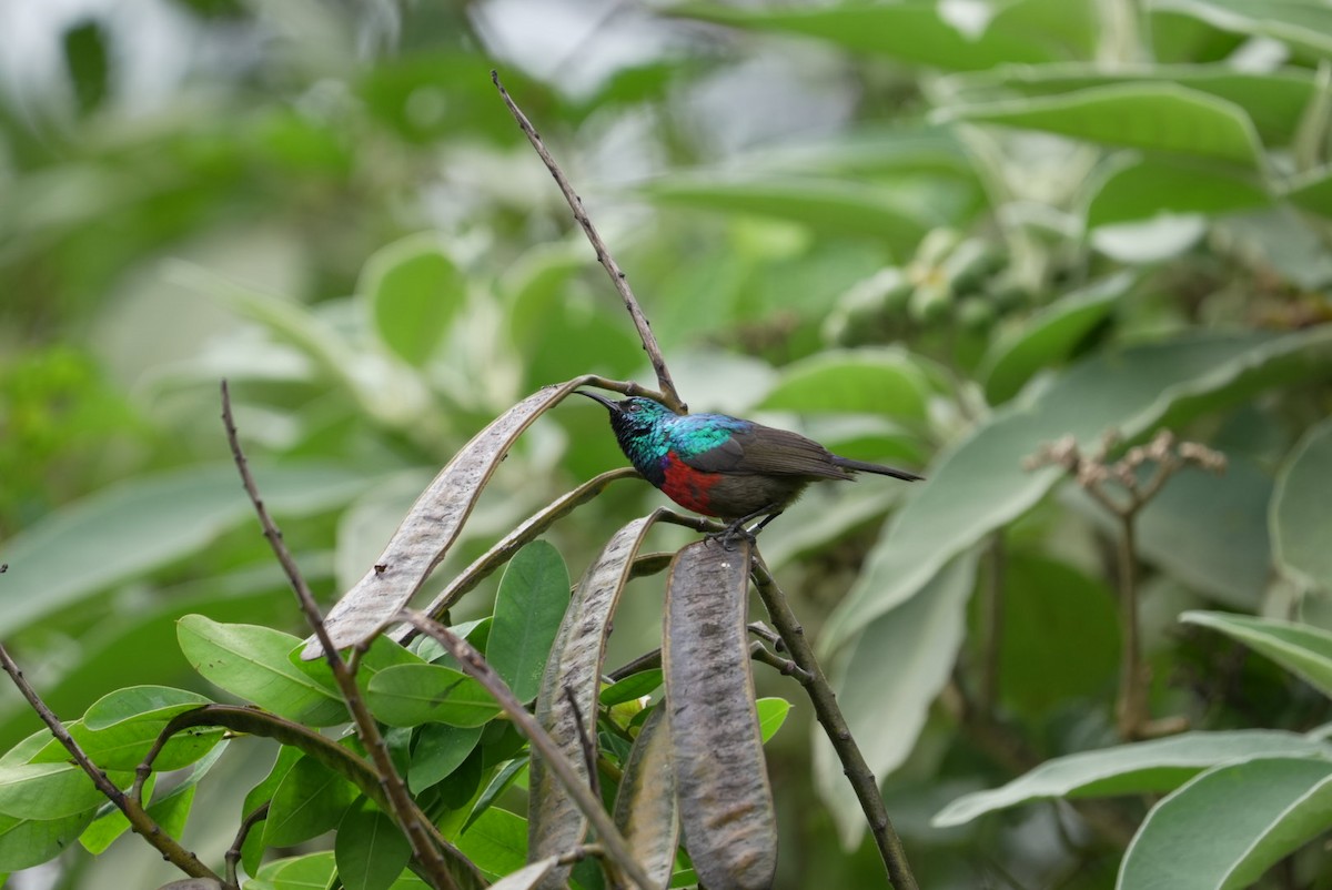 Northern Double-collared Sunbird - ML615173027