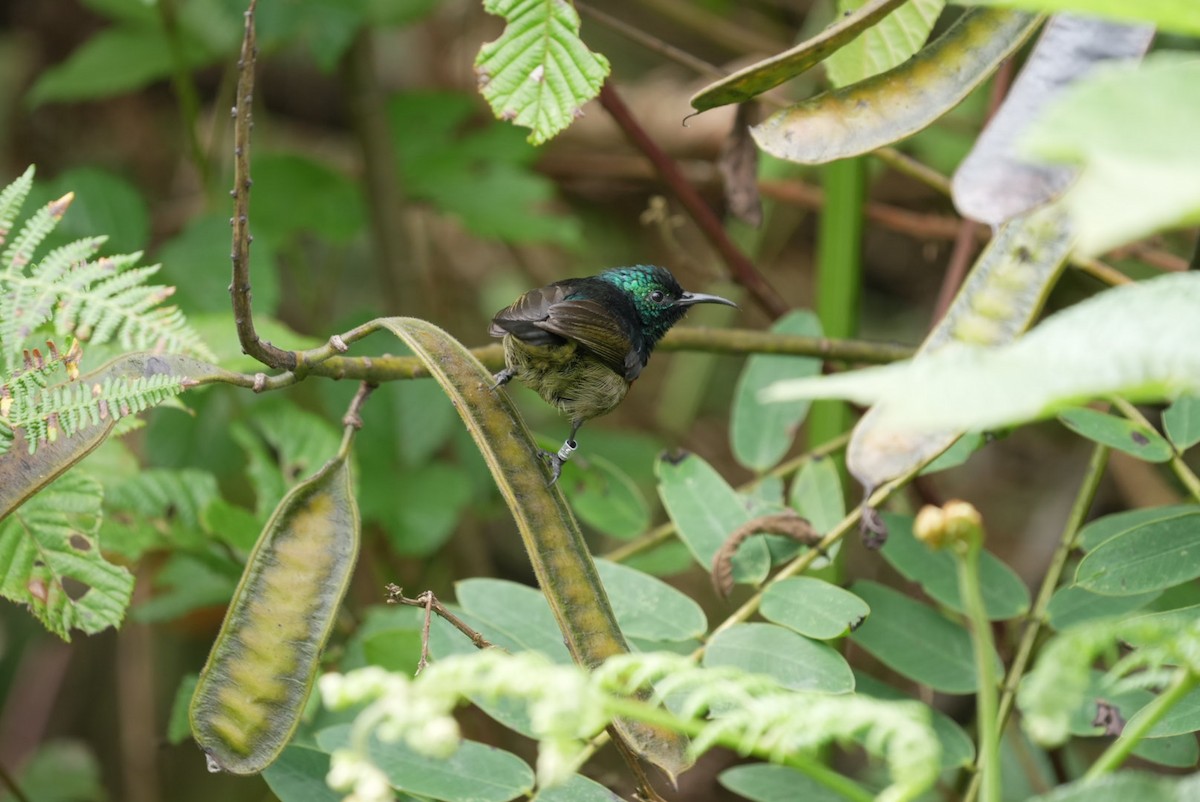 Northern Double-collared Sunbird - ML615173028