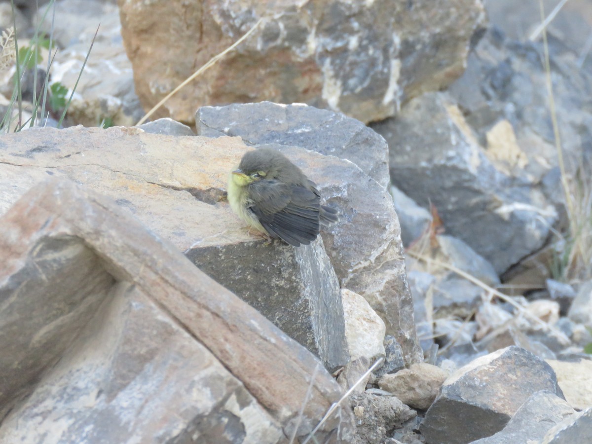 Tickell's Leaf Warbler (Tickell's) - Abdus Shakur Mohammad