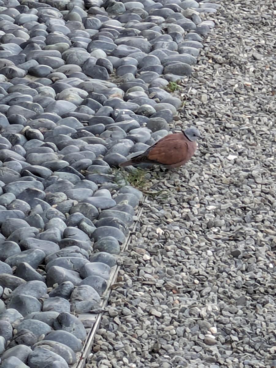 Red Collared-Dove - ML615173089