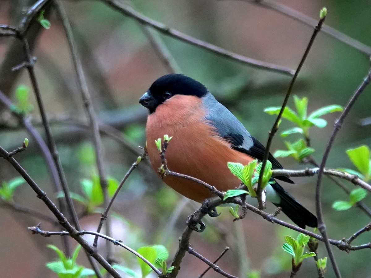 Eurasian Bullfinch - ML615173131