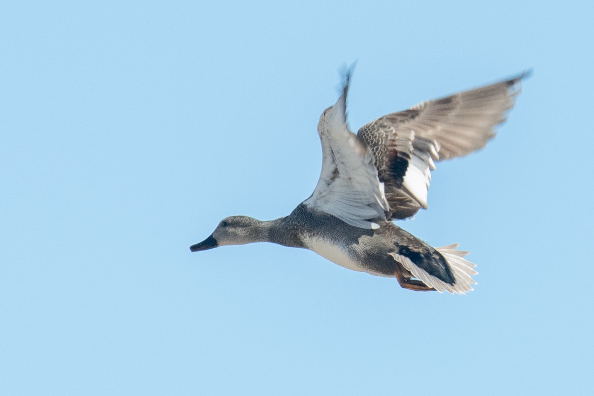 Gadwall - ML615173132