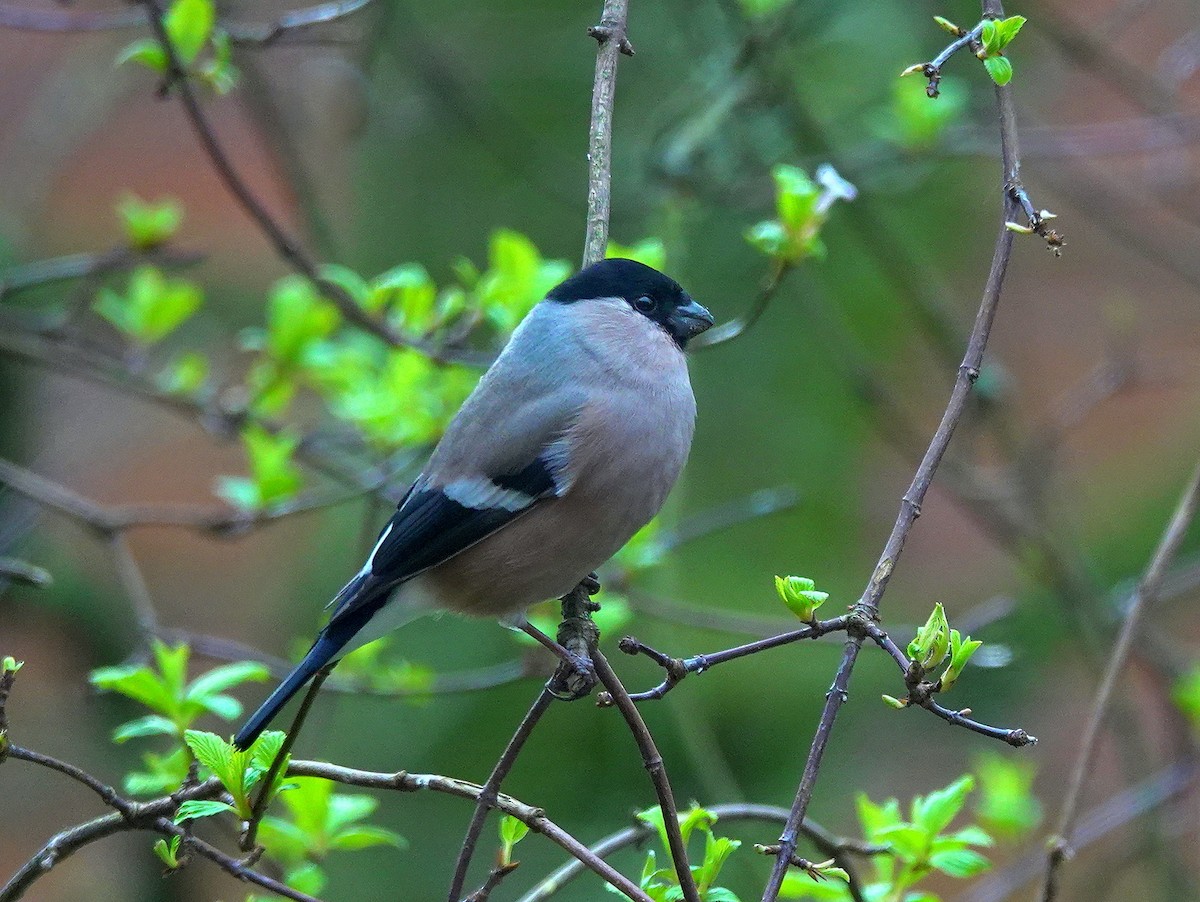 Eurasian Bullfinch - ML615173134