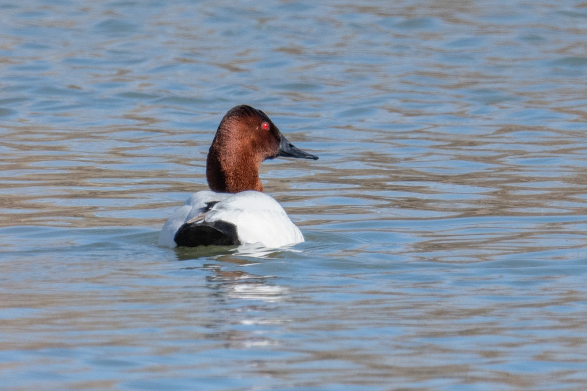 Canvasback - ML615173136