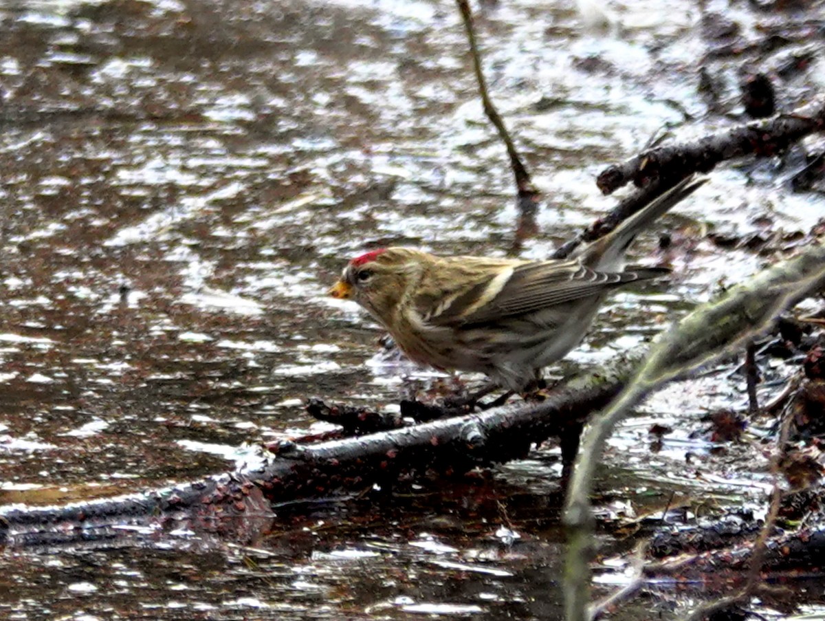 Common/Lesser Redpoll - ML615173137