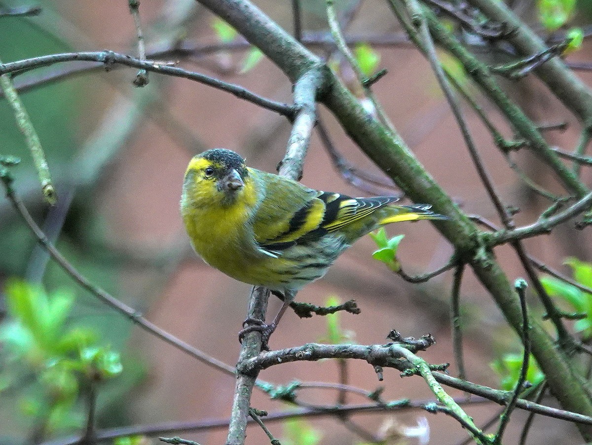 Eurasian Siskin - ML615173152