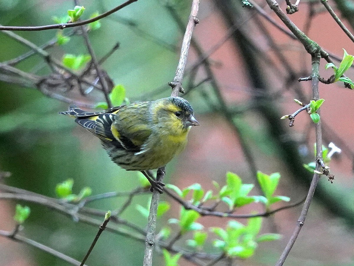 Eurasian Siskin - ML615173163
