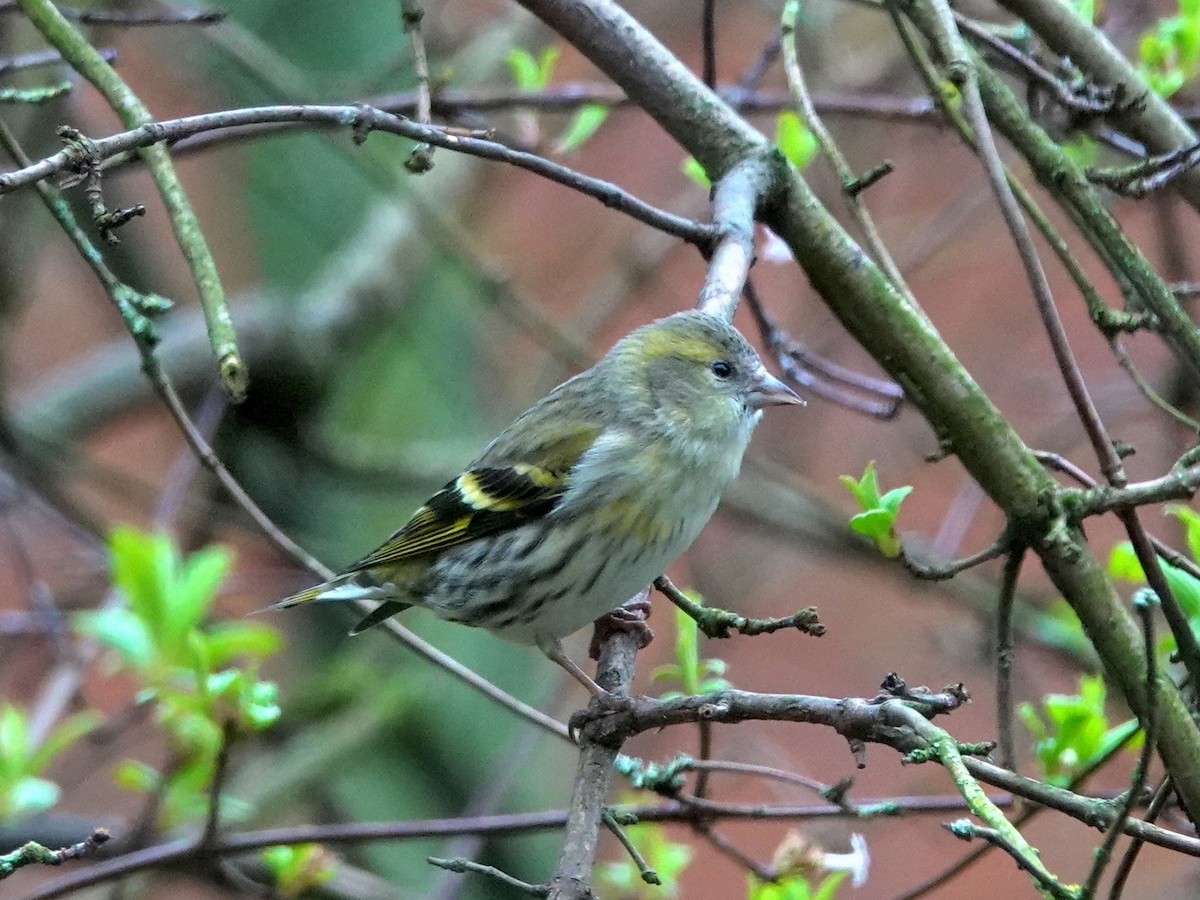 Eurasian Siskin - ML615173165
