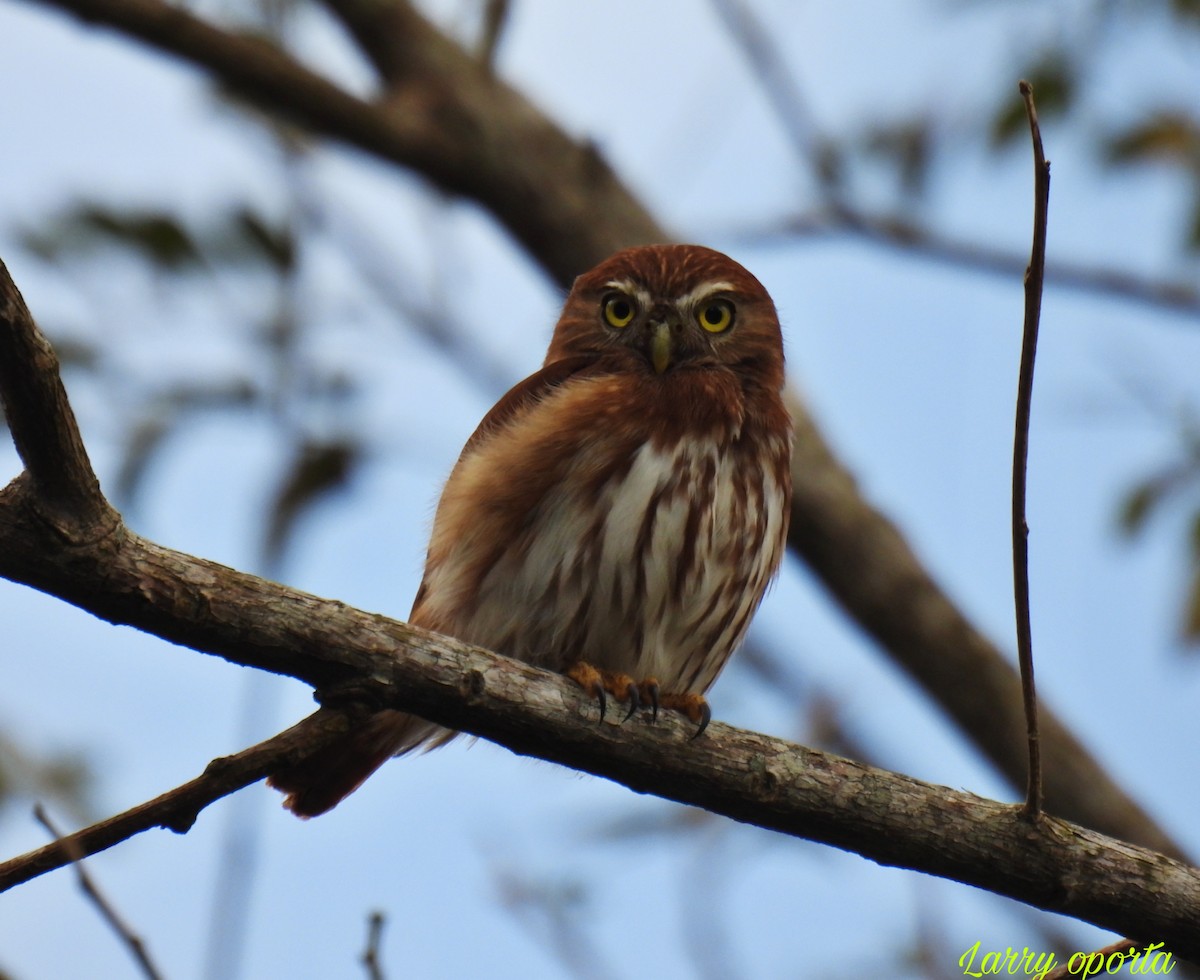 Ferruginous Pygmy-Owl - ML615173180