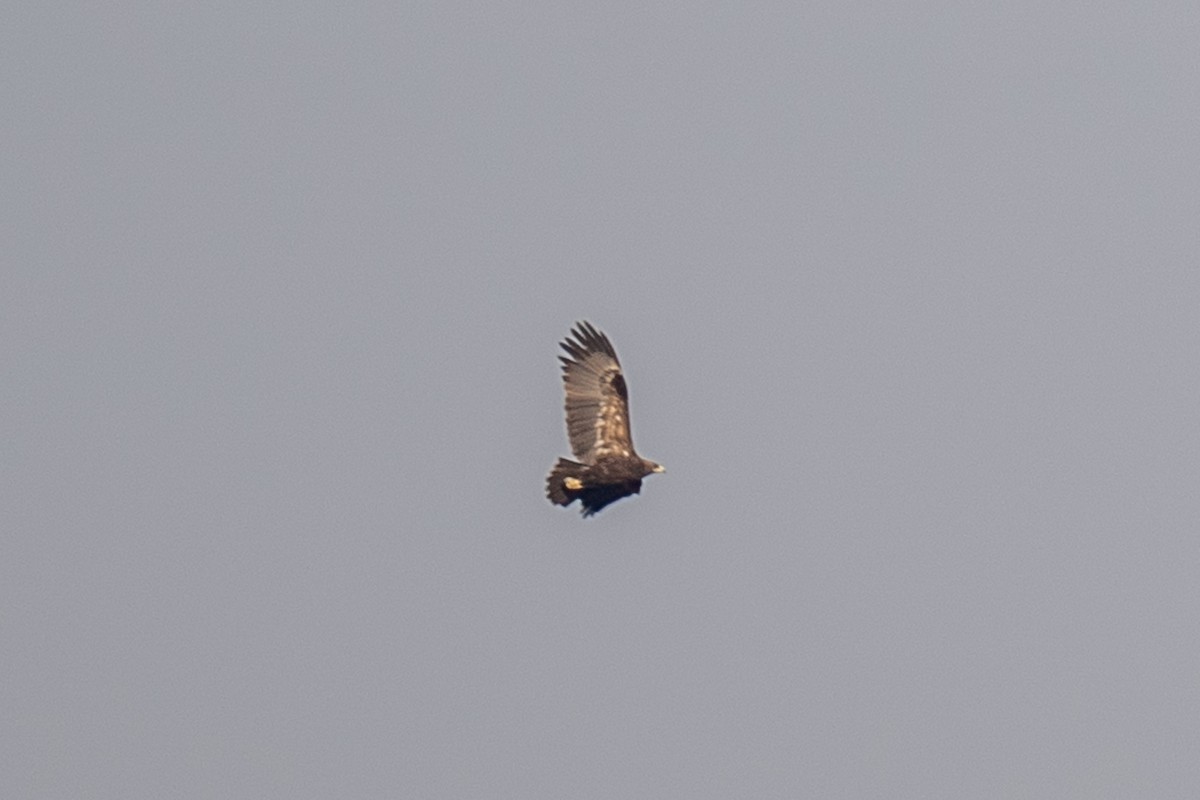 Greater Spotted Eagle - ML615173184