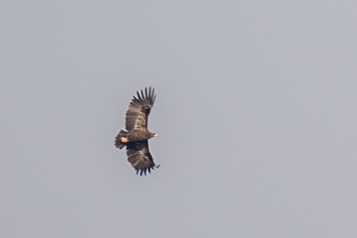 Greater Spotted Eagle - ML615173185