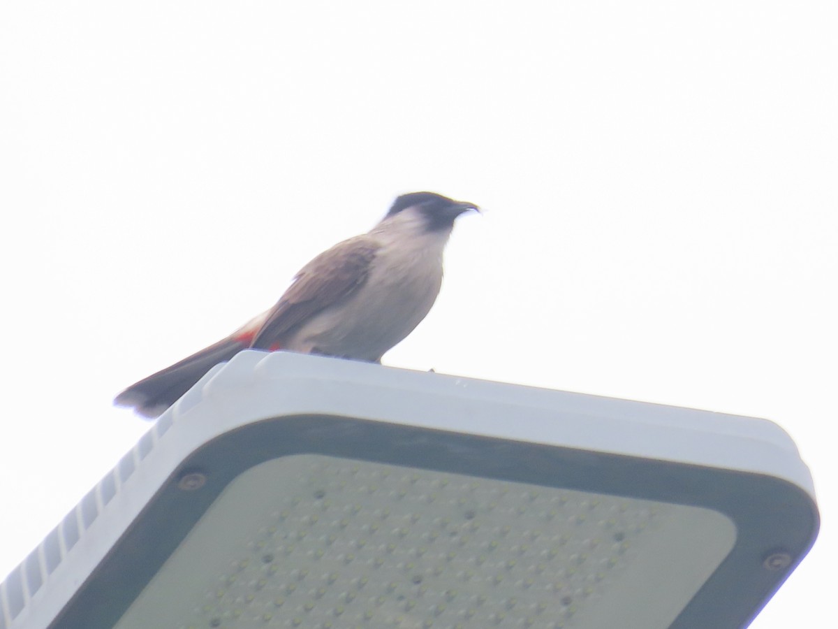 Sooty-headed Bulbul - ML615173205