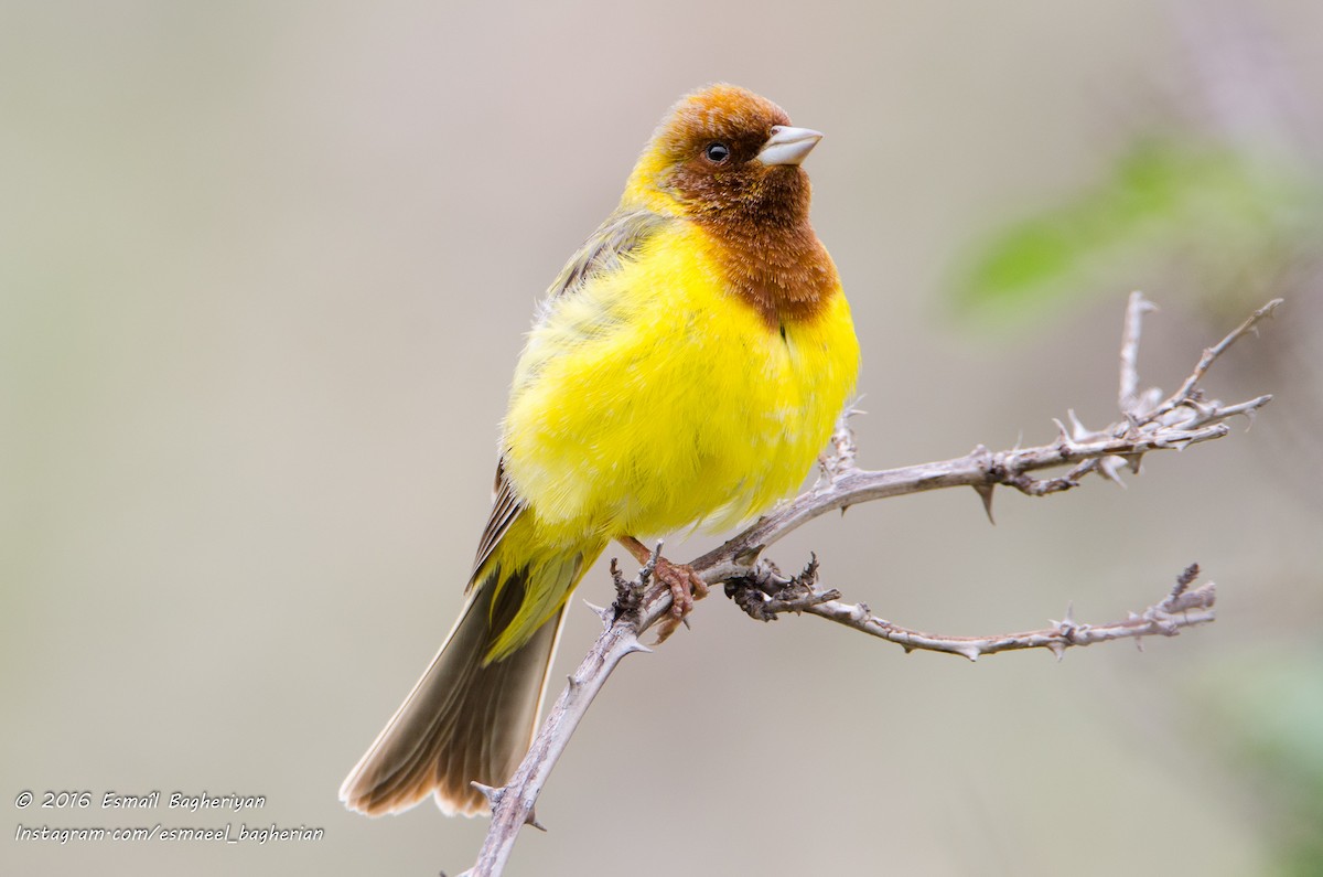 Red-headed Bunting - Esmail Bagheriyan