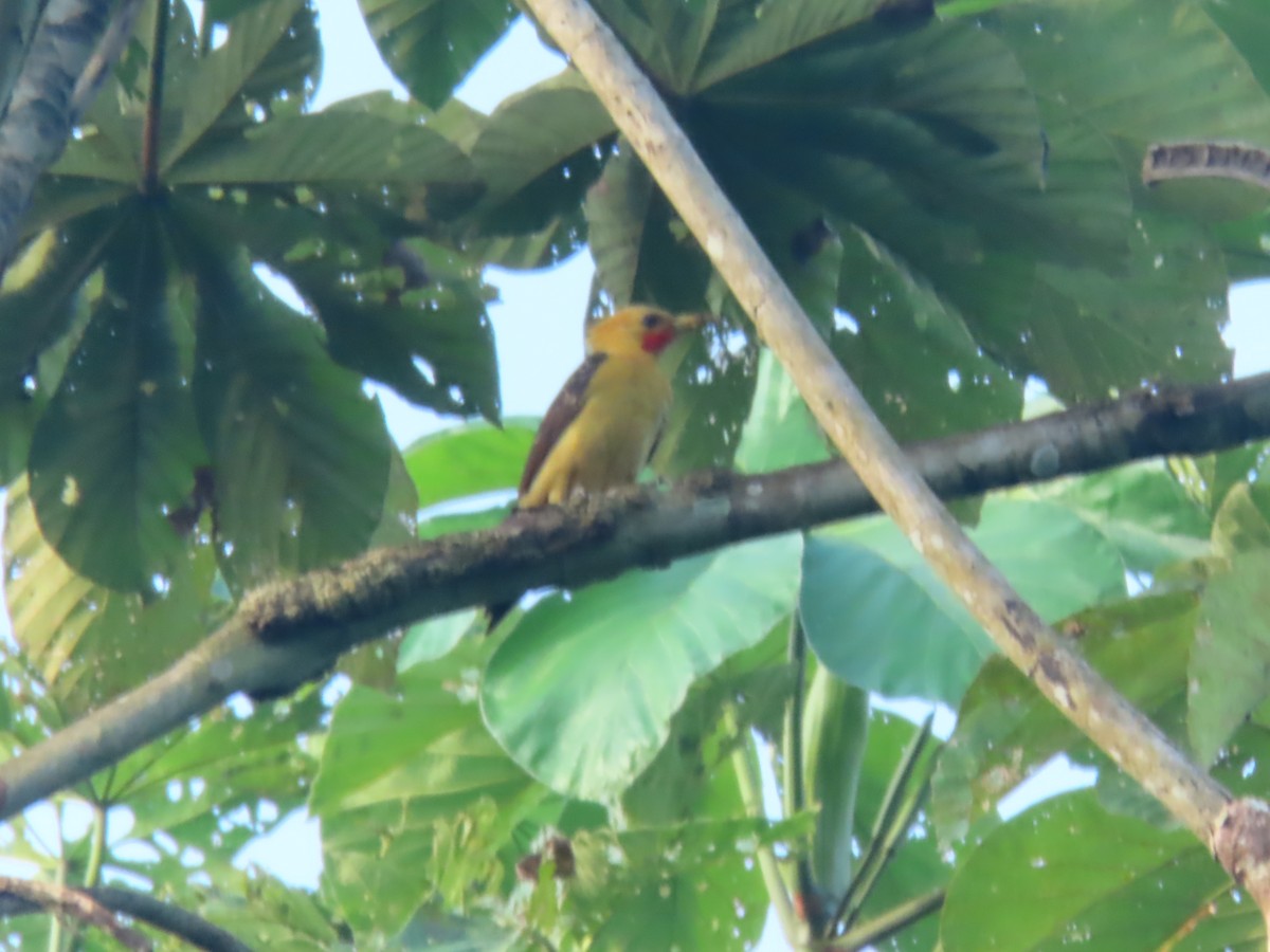 Cream-colored Woodpecker - ML615173216