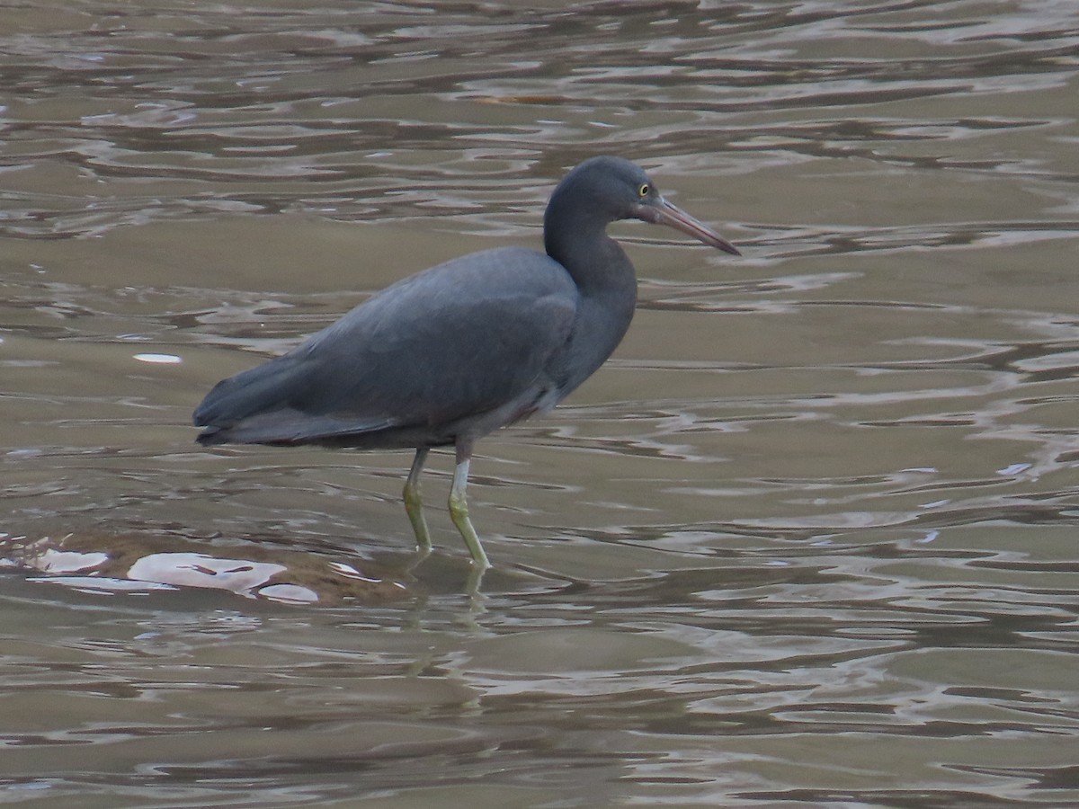 Pacific Reef-Heron - ML615173219