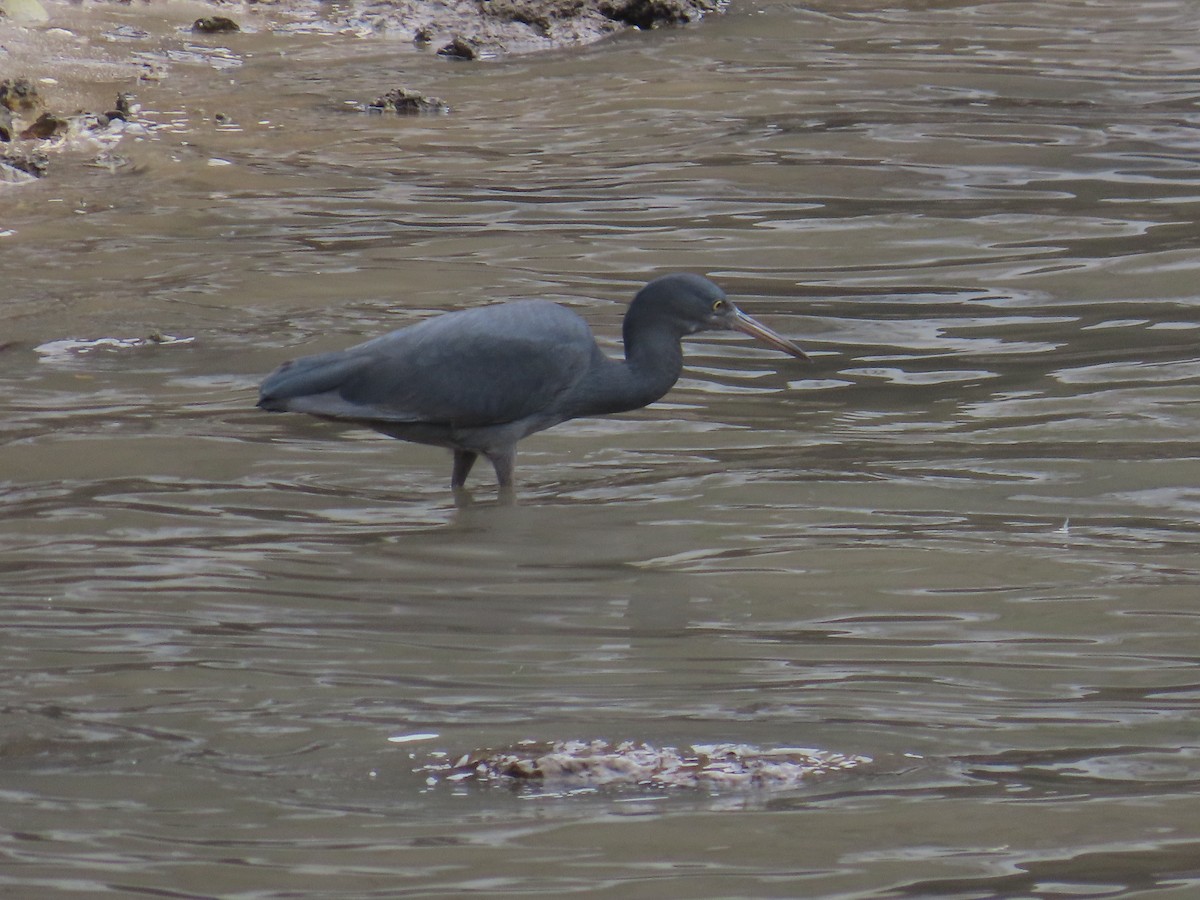 Pacific Reef-Heron - Latha Raghavendra