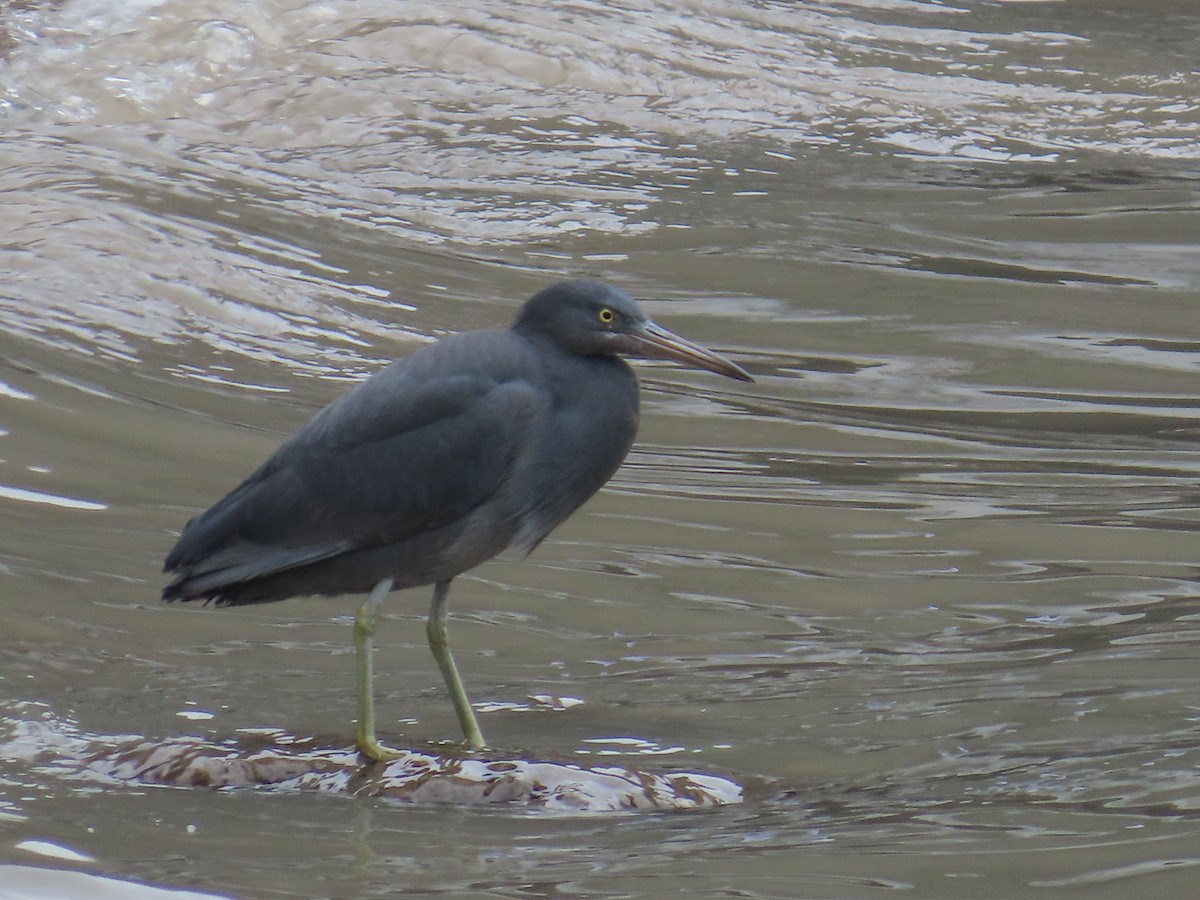 Pacific Reef-Heron - ML615173221