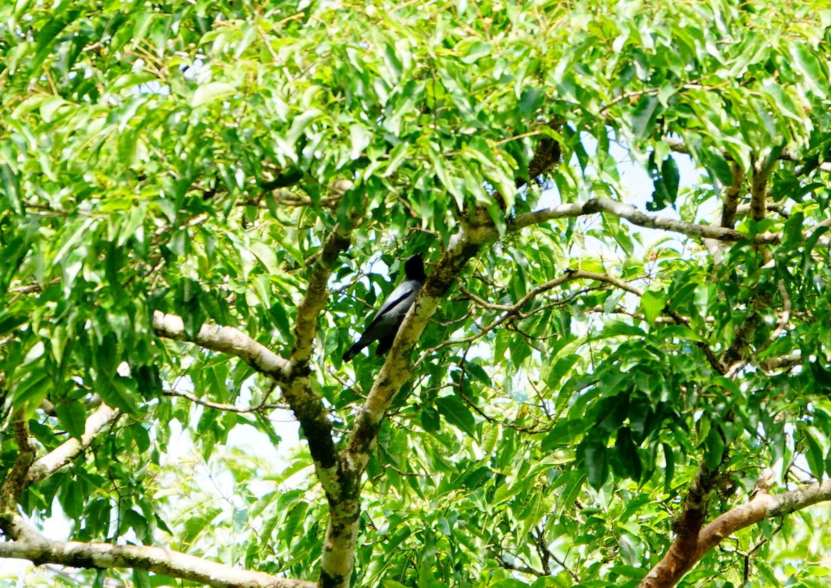 Black-bibbed Cuckooshrike - ML615173229