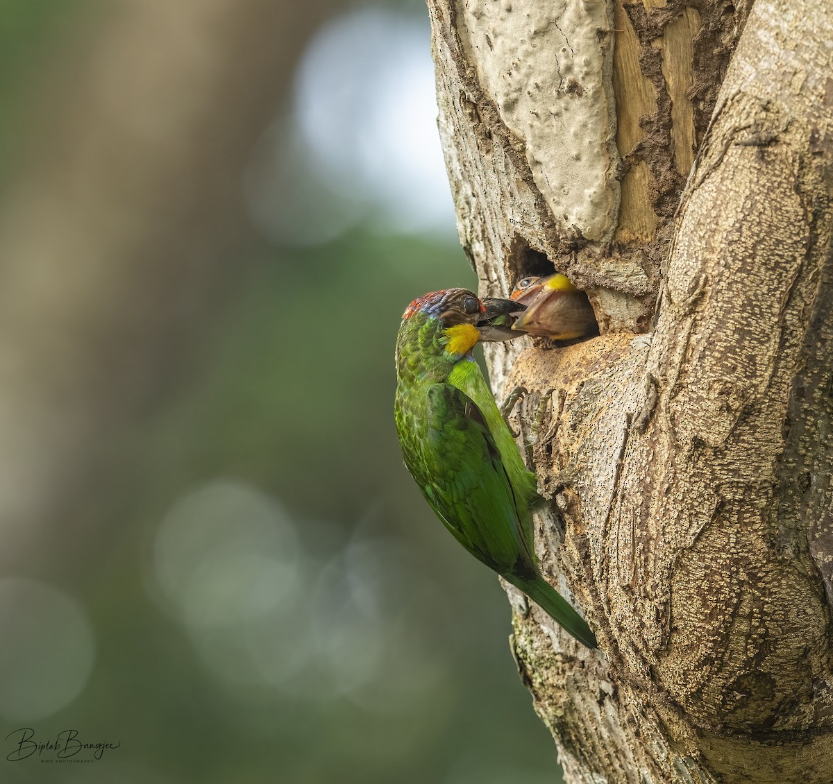 Gold-whiskered Barbet - ML615173240