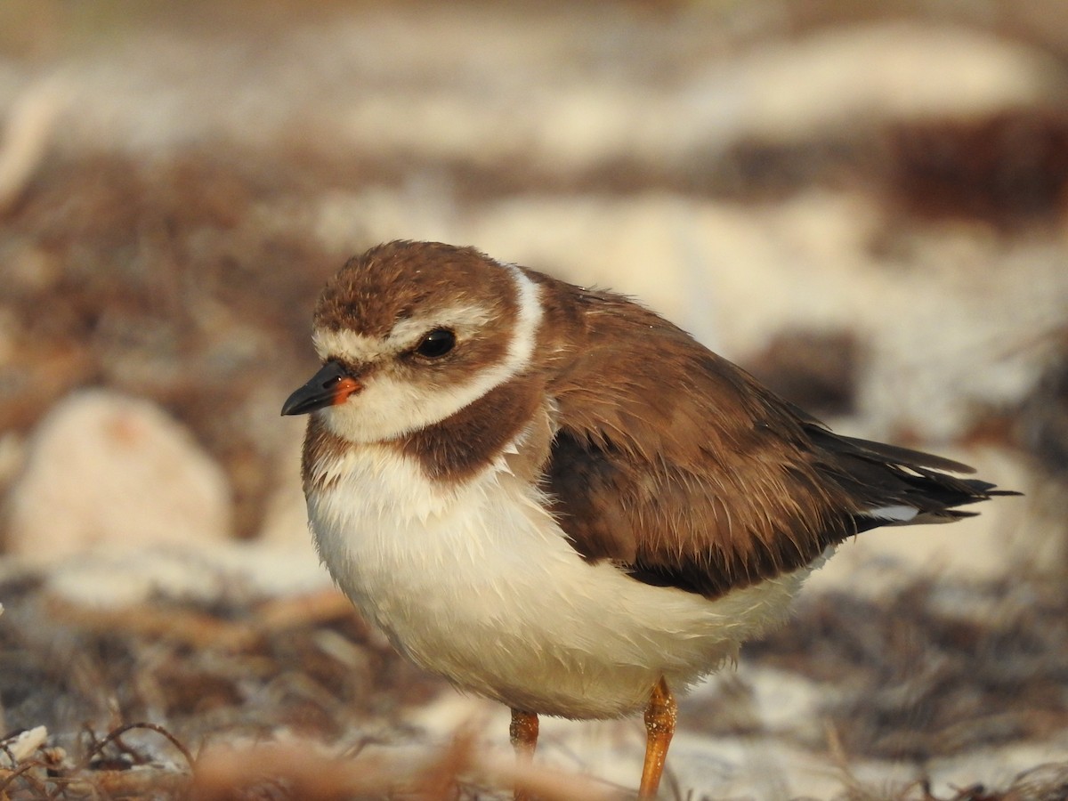 Semipalmated Plover - ML615173254