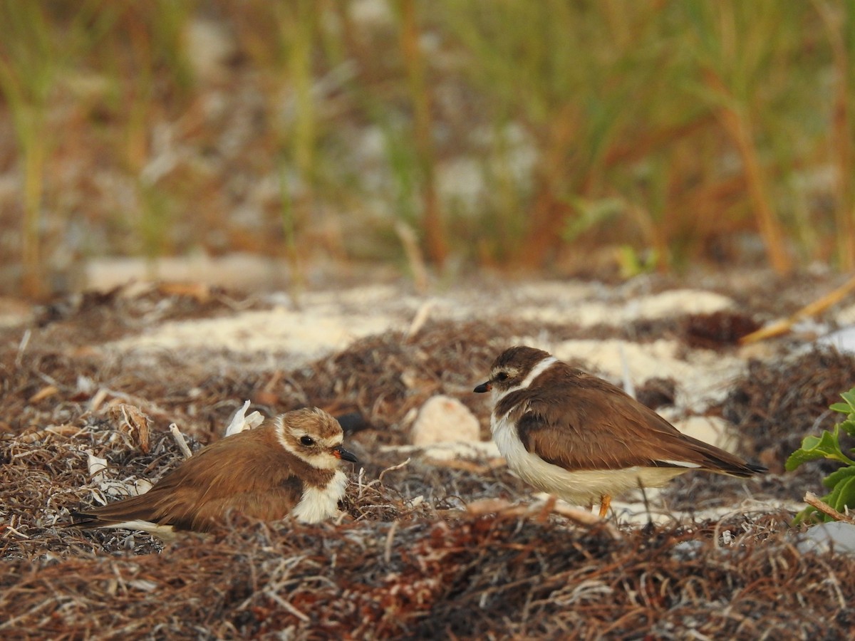 Semipalmated Plover - ML615173255