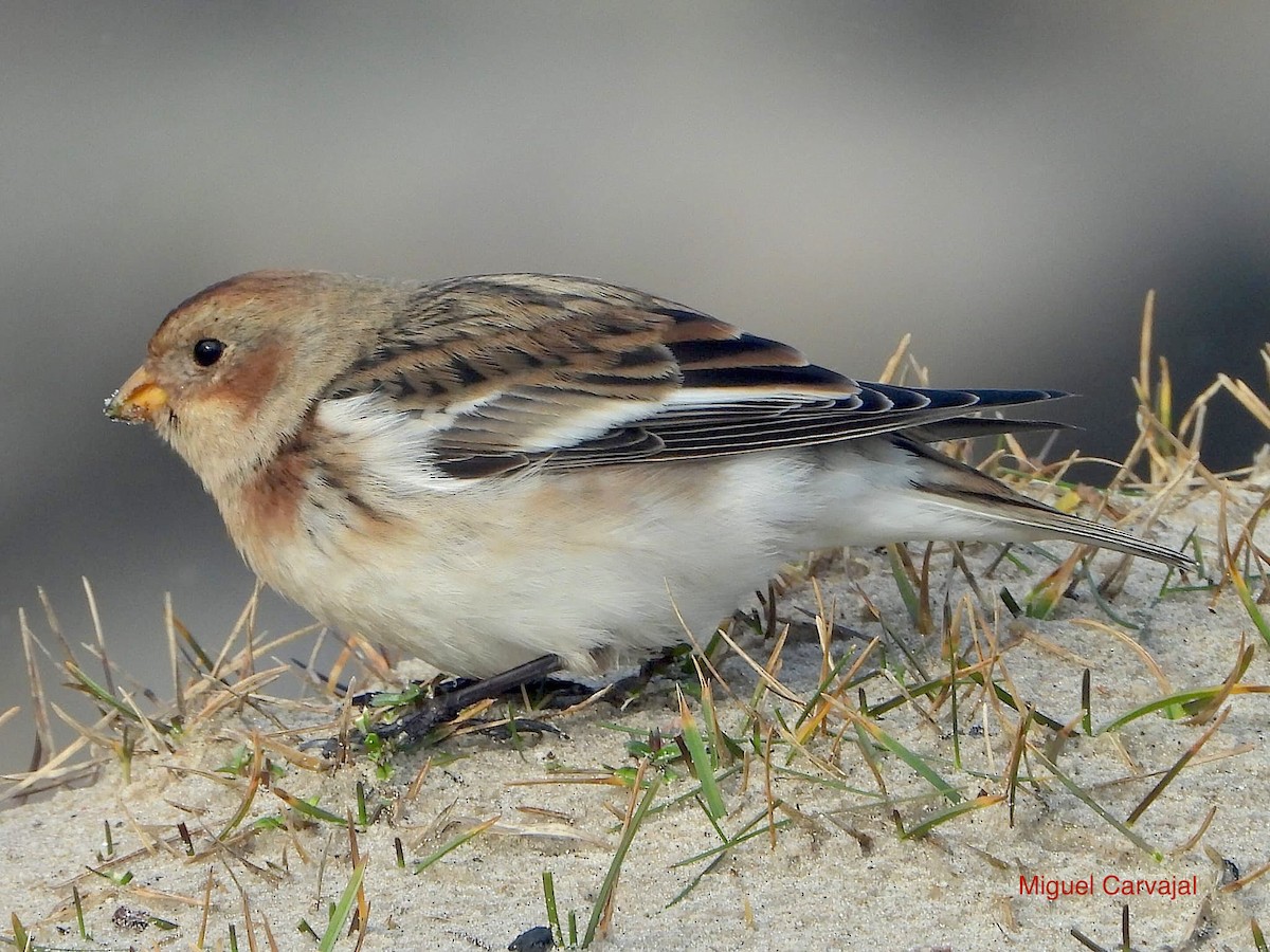 Snow Bunting - José María  Fernández Zapata