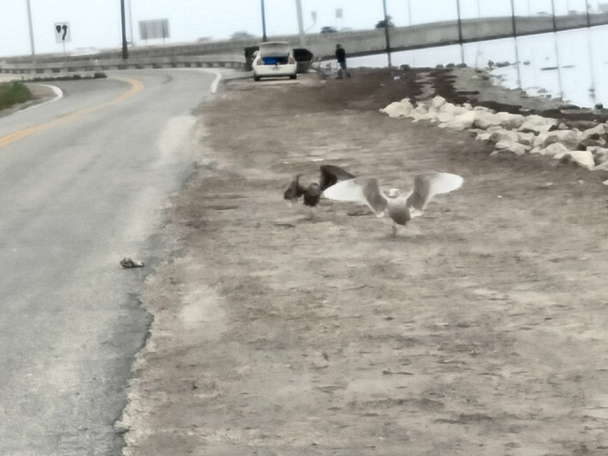 Glaucous Gull - ML615173386