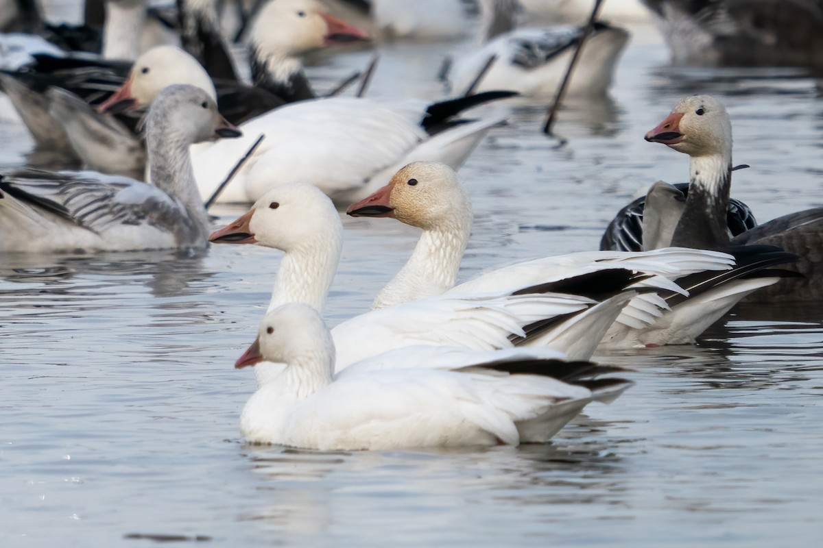 Ross's Goose - ML615173464