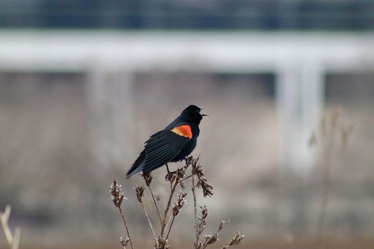 Red-winged Blackbird - ML615173526