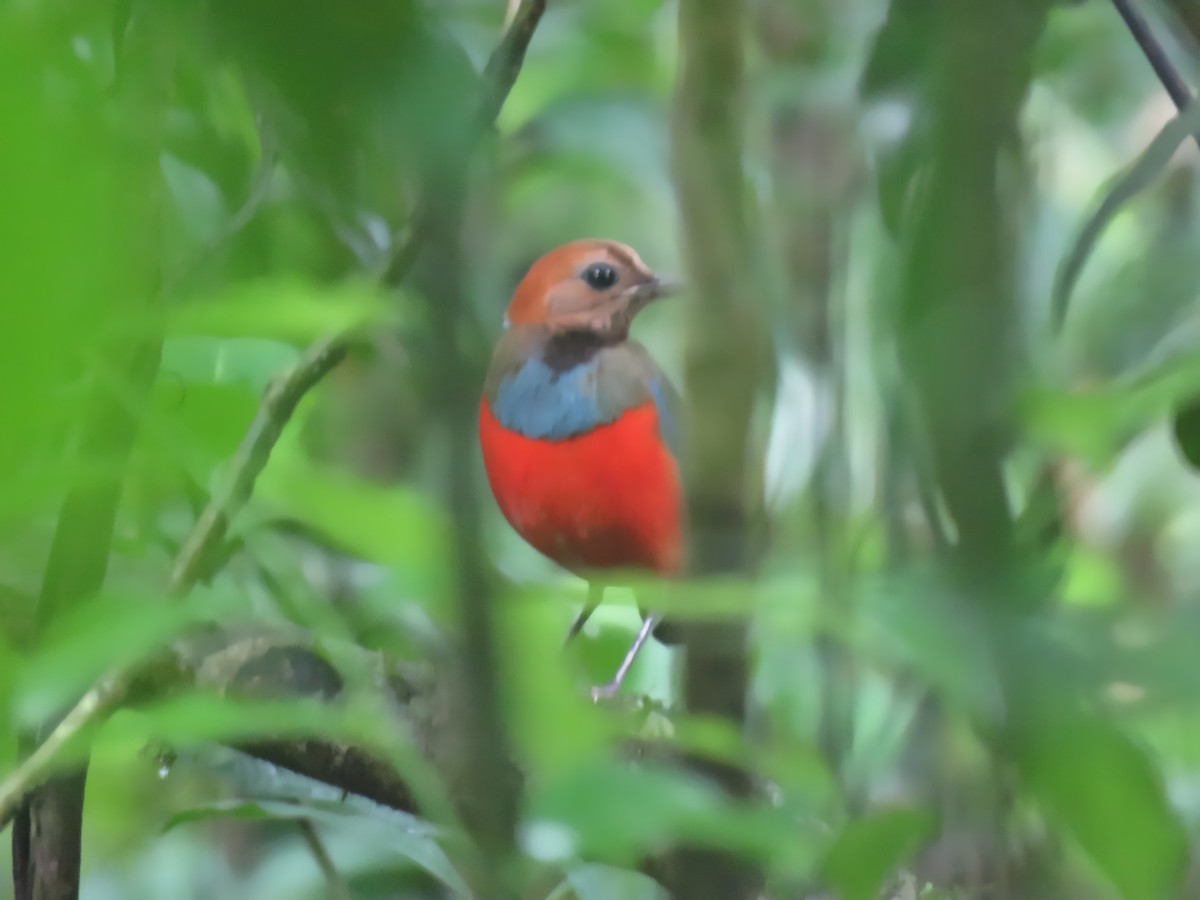 Philippine Pitta - ML615173557