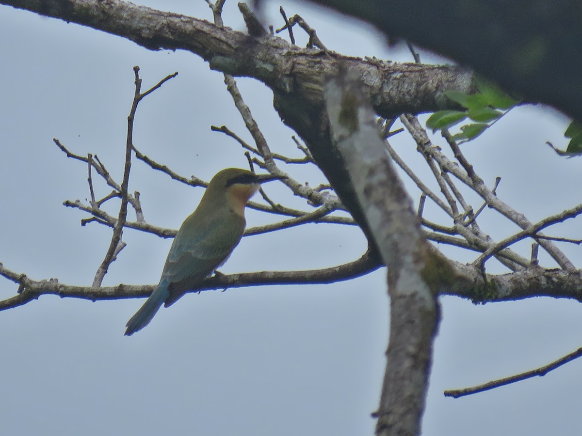 Blue-tailed Bee-eater - ML615173579