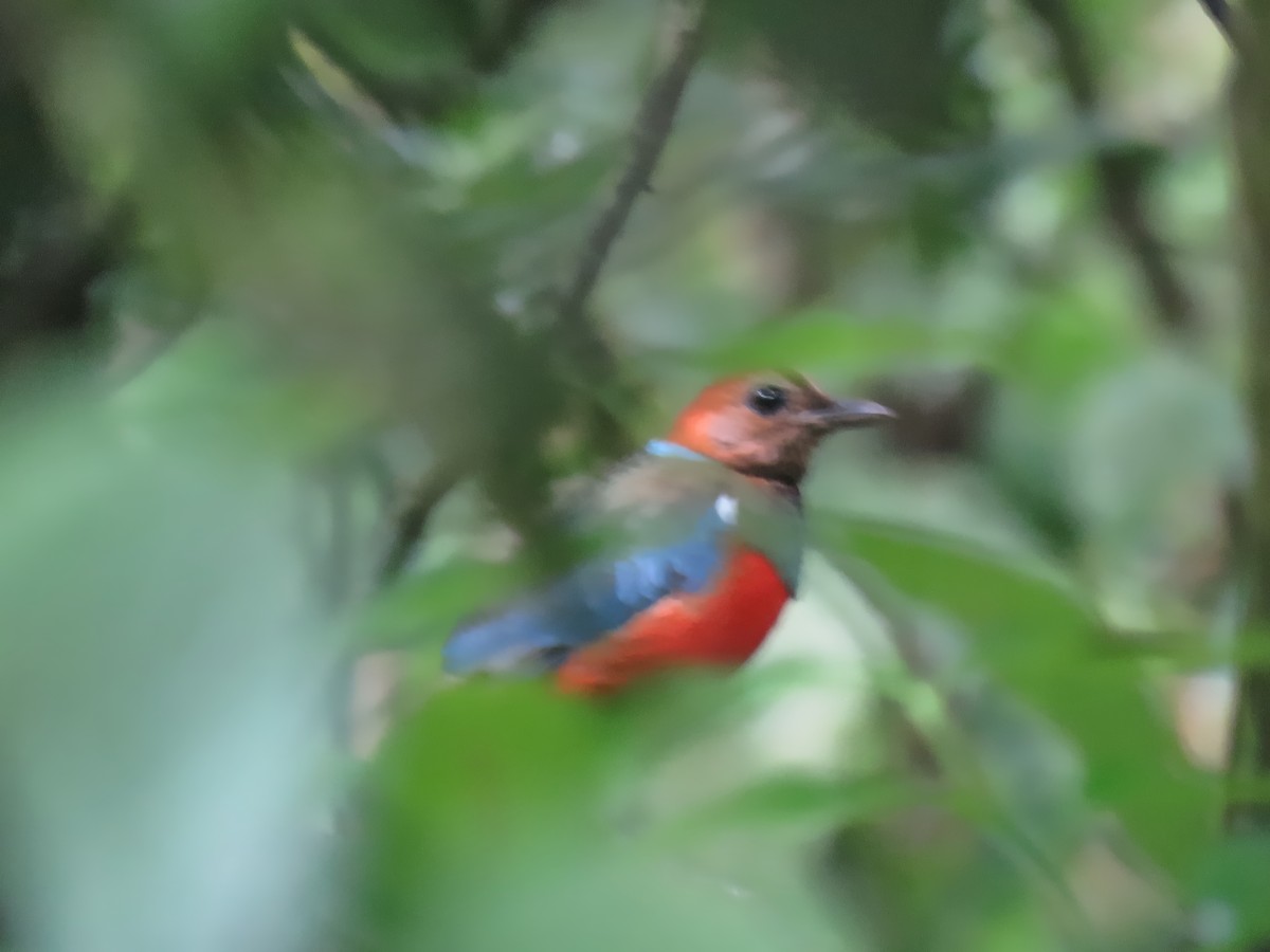 Philippine Pitta - ML615173580