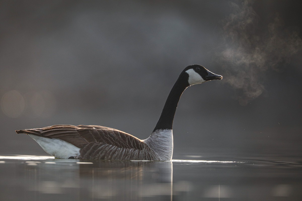 Canada Goose - Caleb Nelson