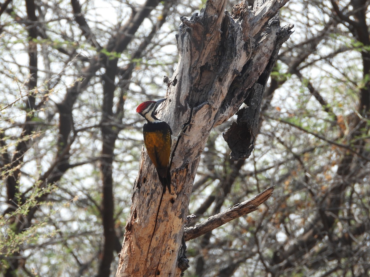 Black-rumped Flameback - ML615173626