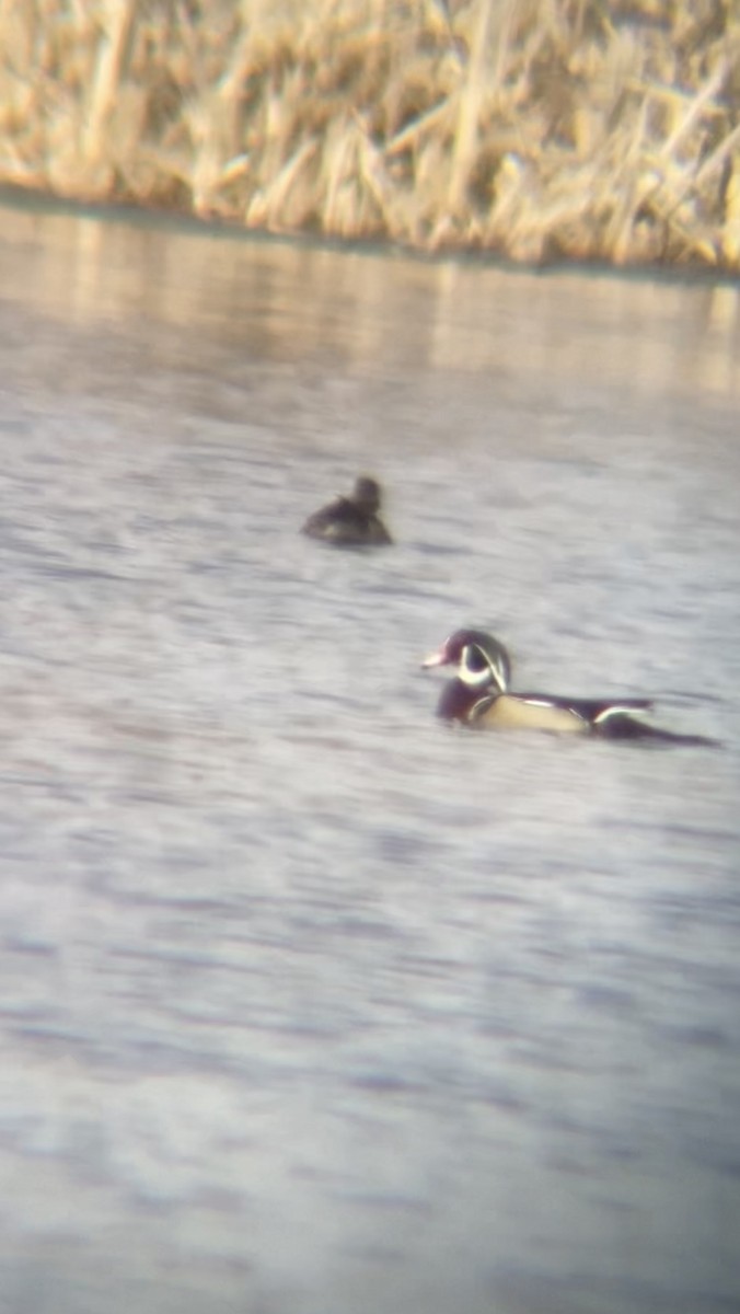 Wood Duck - ML615173628