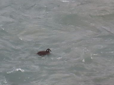 Harlequin Duck - ML615173645